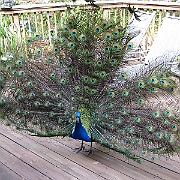 Picture 014